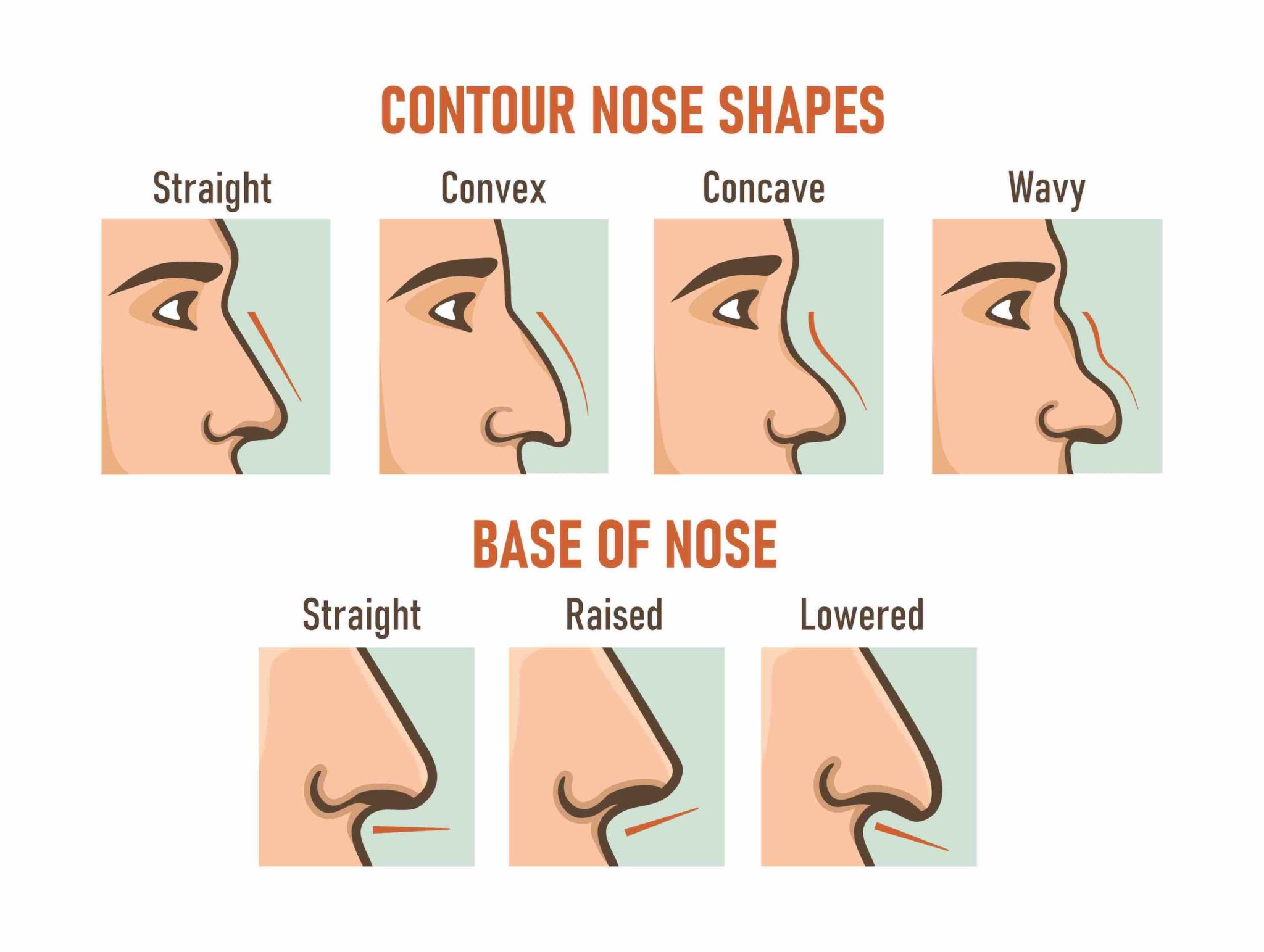 Contour nose shapes. Base of nose. Different types of noses. - Gold 