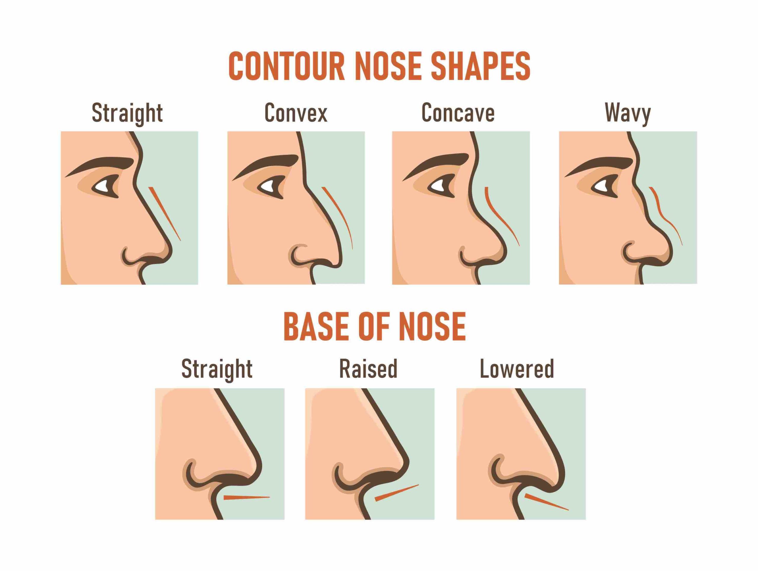 Types Of Noses Chart Noses Different Snub Pagesperso Descrip