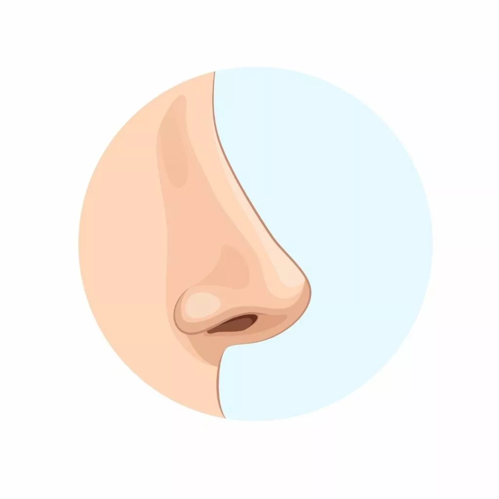 different types of womens noses clipart