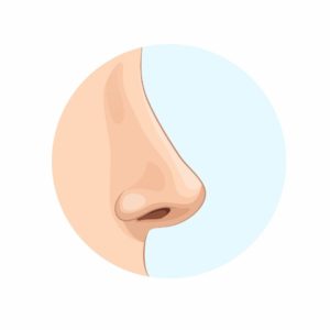 perfect nose shape for women